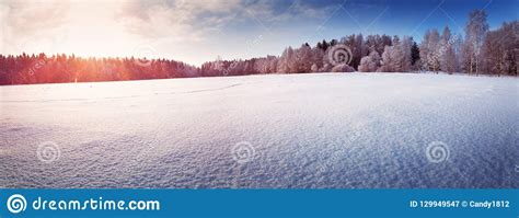 Beautiful Tree In Winter Landscape In Late Evening Stock Image Image