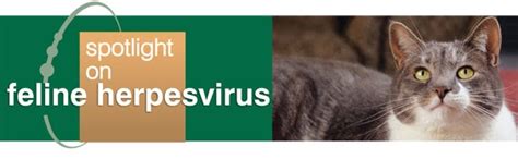 Pakcu Usual Pet Shop And Clinic Feline Herpesvirus
