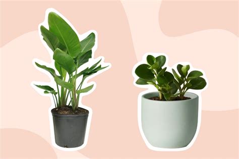 The 10 Best Indoor Plants Of 2024