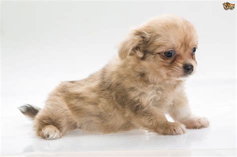 10 Of The Most Popular Small Dog Breeds Within The Uk Pets4homes