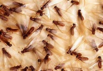 What Do Termites Look Like? Signs of Termite Damage