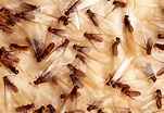 What Do Termites Look Like? Signs of Termite Damage