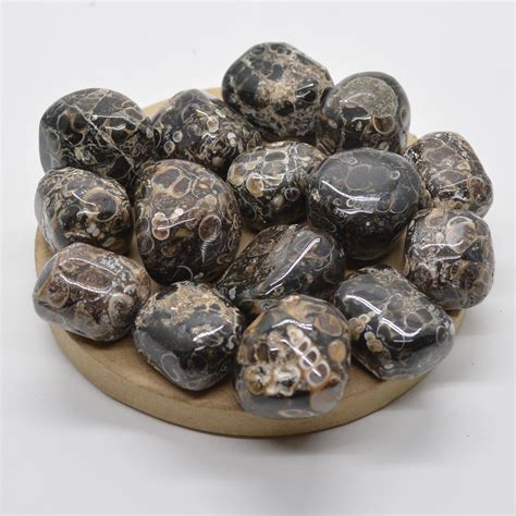 Turritella Agate Tumbled Alchemy And Aura