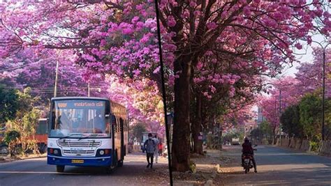 Bangalore Turns Pink Citizens Share Pics Of Tabibuea Rosea Flowers