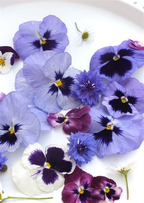 Check out our fresh edible flowers selection for the very best in unique or custom, handmade pieces from our shops. Buy Edible Pansies | Edible flowers, Pansies, Edible