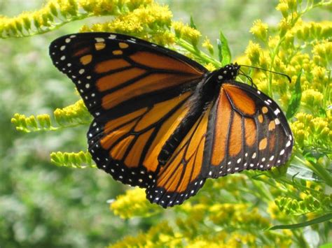 Monarch Butterflies Chrysalis Watch Old Farmers Almanac