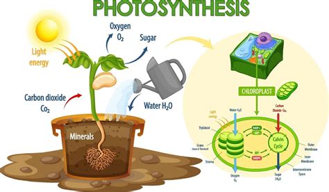 Diagram Showing Process Of Photosynthesis In Plant 2306238 Vector Art