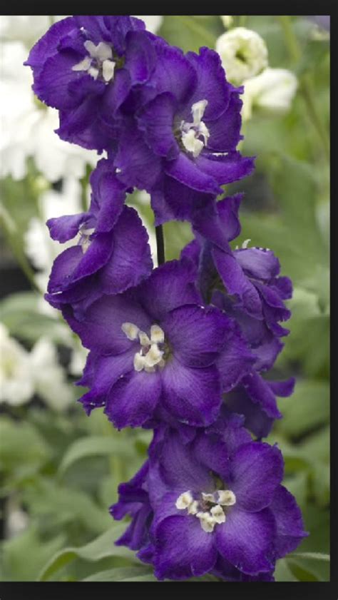 Try planting these flowers in your garden so when spring comes you can indigo is a popular choice for wedding bouquets for weddings with a lavender color scheme. Pin by STACY R OWENS on INK | Purple flower arrangements ...