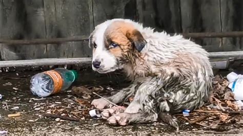 15 Outstanding Animal Rescues Youtube