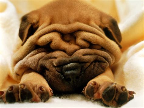Funny Fat Dogs Widescreen Walpapers ~ Unique Animal Wallpapers