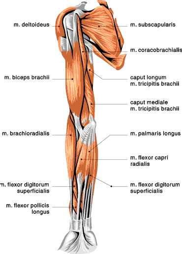 The muscles of the upper arm are responsible for the flexion and extension of the forearm at the elbow joint. muscles of the arm anterior view | muscular anatomy ...