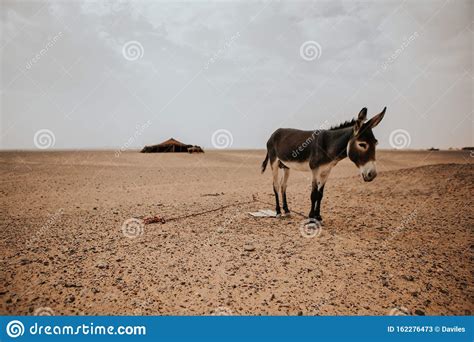A Donkey In The Middle Of Sahara Desert Stock Image Image Of Animal
