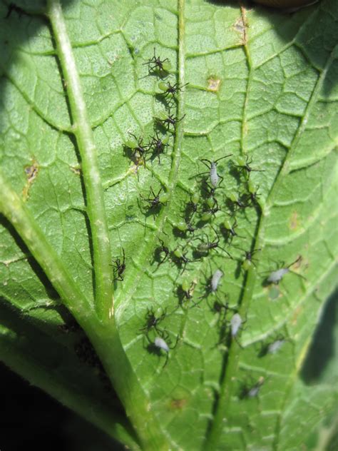 Sorry for the strange question but i can't find answers anywhere. Vegetable: Squash Bug | UMass Center for Agriculture, Food ...