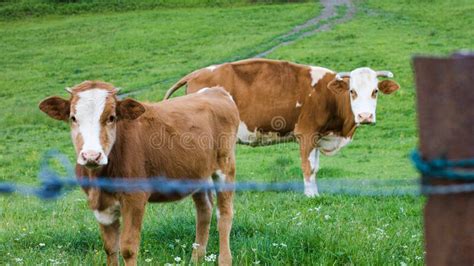 Cattle In A Mountain Pasture Stock Photo Image Of Field Breed 191529460