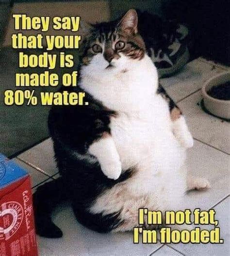 Funny Fat Cat Quotes Shortquotescc