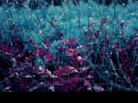 Love In Rain Spring Is My Love Rain Wallpaper Spring Rain Iphone Hd