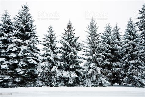 Winter Snow Covering Evergreen Pine Tree Woods Forest Landscape