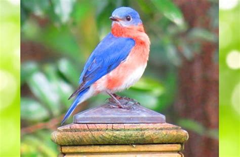 Bluebird Description Habitat Image Diet And Interesting Facts