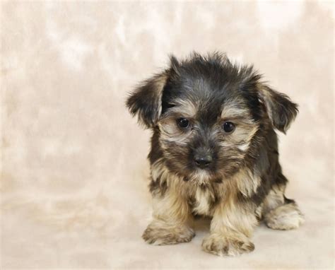 Morkie Dog Breed Information Images Characteristics Health
