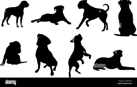 Boxer Dog Silhouette Bundle Svg Stock Vector Image And Art Alamy