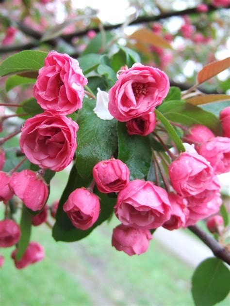 Best Crabapples For Your Yard Flowering Crabapple Crabapple Tree