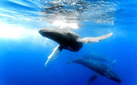 Whales Wallpapers Wallpaper Cave