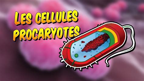 Biologie La Forme élémentaire Du Vivant La Cellule Procaryote Youtube
