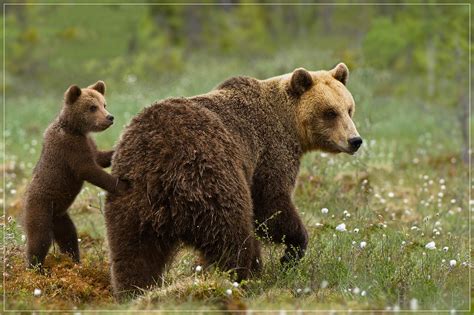 Photopat Photography Belgium Wildlife