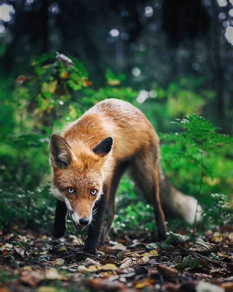 Photographer Captures Enchanting Photos Of Finlands Forest Animals In