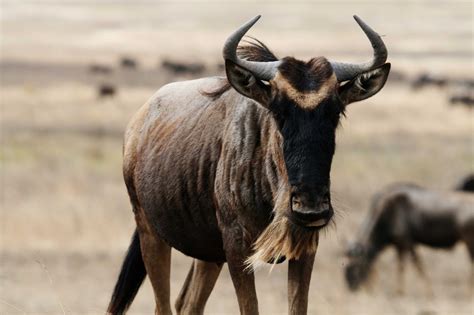 The Wildebeest Interesting Animal All Amazing Facts The Wildlife