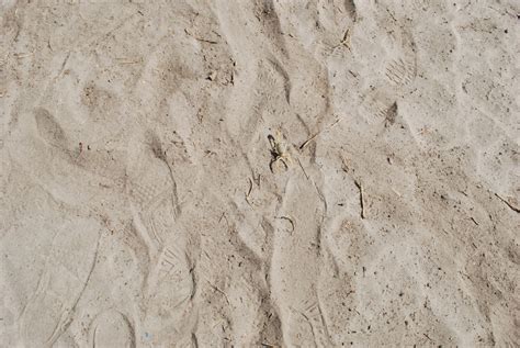 Free Images Beach Nature Sand Rock Wood Texture Arid Desert