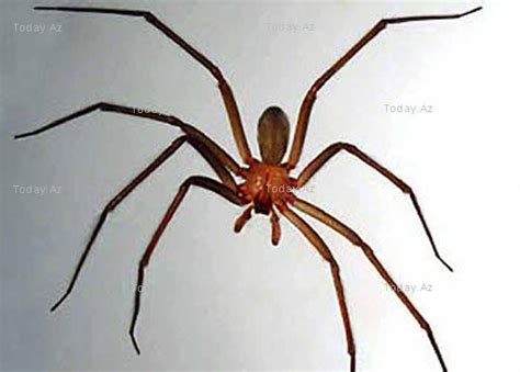 The Worlds Deadliest Animals Photos Deadly Animals Brown Recluse