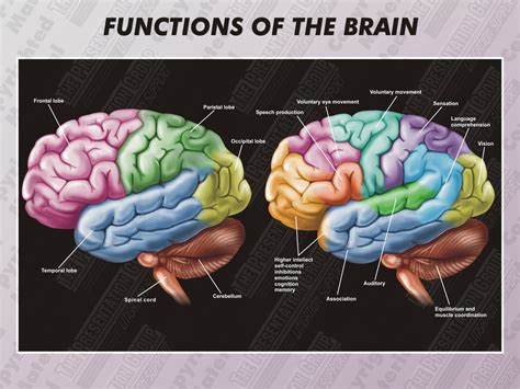 7 Best Images Of Functions Of The Brain Worksheet Bra