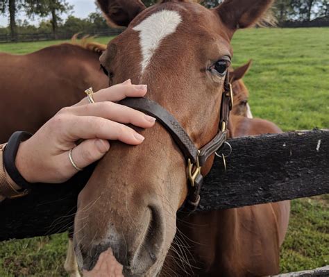 Best Of Kentucky Tour Visits Horse Farm And Bourbon