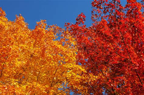 Colorful Autumn Sugar Maple Leaf Foliage Stock Photo