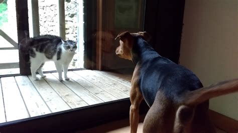 Cat Sees Dog Through The Glass Door Bristles And Hisses Youtube