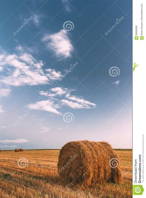 Rural Landscape Field Meadow With Hay Bales After Harvest In Sunny