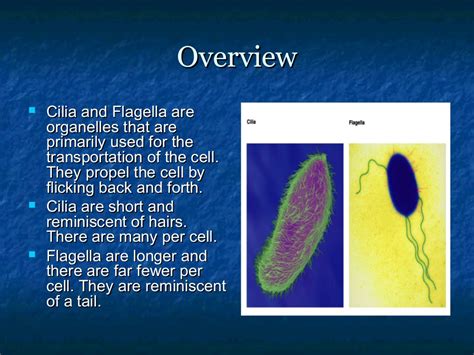 We did not find results for: Cilia and flagella