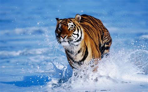 Die 66 Besten Tiger Hintergrundbilder