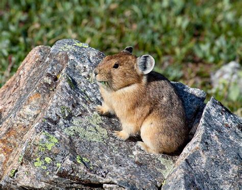 Pika One Of My Favorite Mammals Photographed On Loveland Pass In