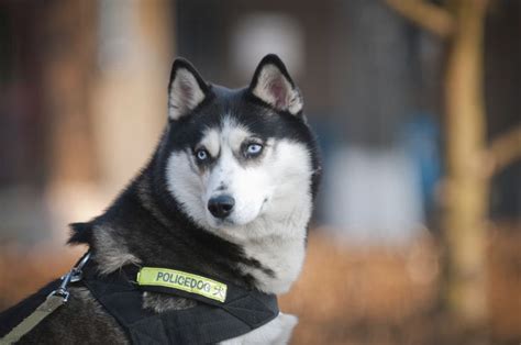 Are Huskies Used As Police Dogs