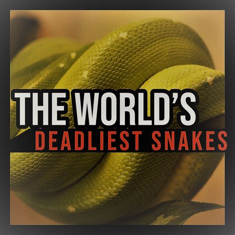 The 25 Deadliest Snakes Ranked Owlcation