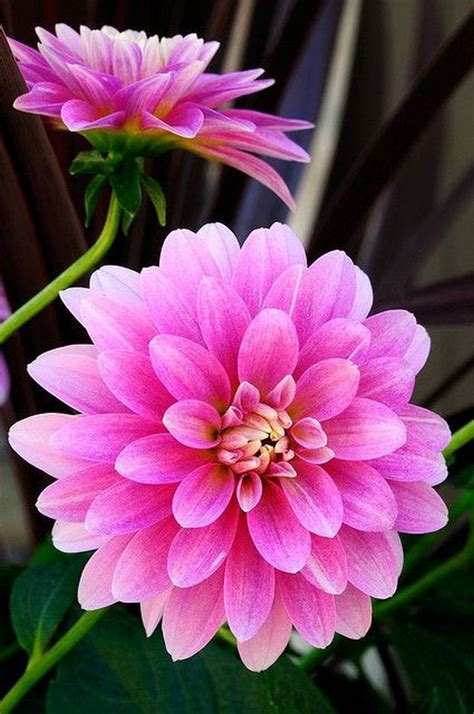 Different Types Of Beautiful Flowers Beautiful Flowers Dahlia Flower