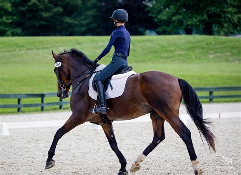 Amadeo (SOLD) — T.H.A.N.K.S. -A- LOT FARM