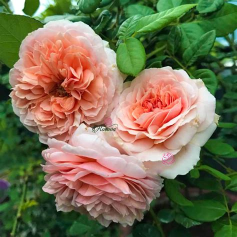 Hoa Hồng Abraham Darby Rose đẹp Thơm Hoa 10cm Nở 4 Mùa