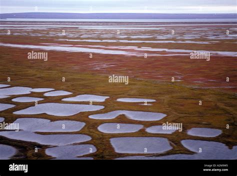 Asia Russia Siberian Arctic Coastal Tundra Stock Photo Alamy