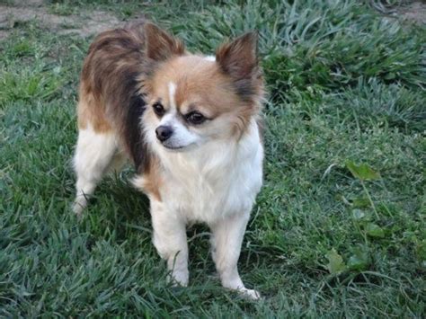 Long Coat Chihuahua For Sale In Leesville California Classified