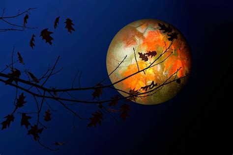 download night branch silhouette leaf fall artistic moon hd wallpaper