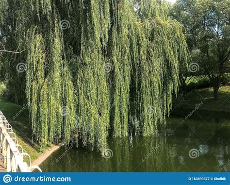 Green Blooming Water In A Lake Pond And Branches With Leaves Of A