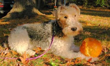 wire haired terrier dog breed information petbutty